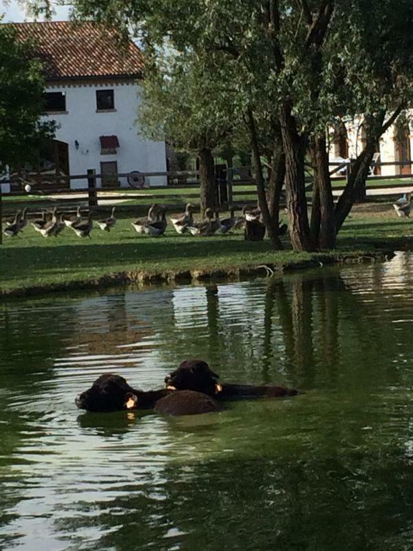 Il Selgaro Agriturismo Hotel Zelarino Buitenkant foto